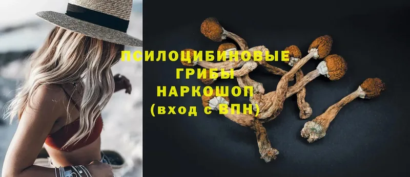 сколько стоит  Великий Устюг  Галлюциногенные грибы Psilocybe 